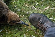 Königspinguin (84 von 84).jpg